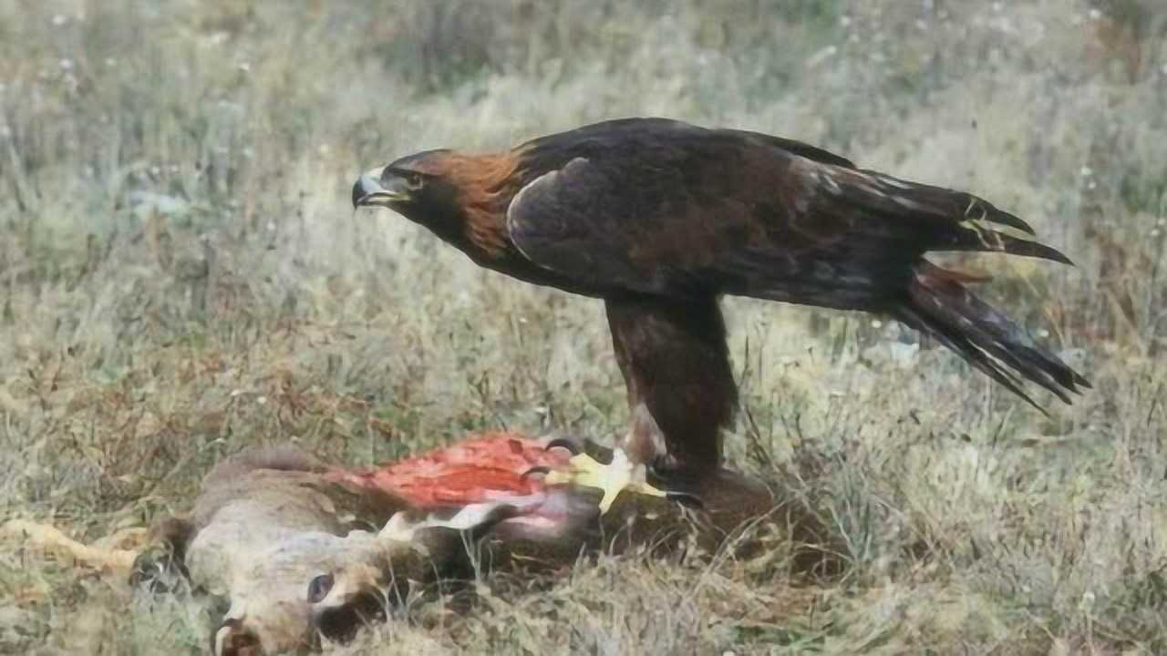 老鹰吃人残忍图图片