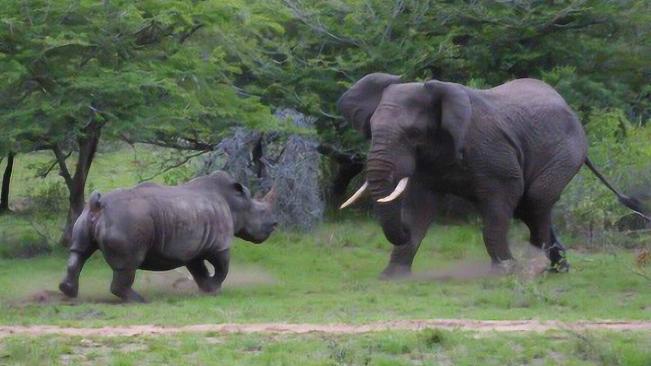 猛兽大对决大象和黑犀牛绝对难得一见的疯狂激烈搏斗