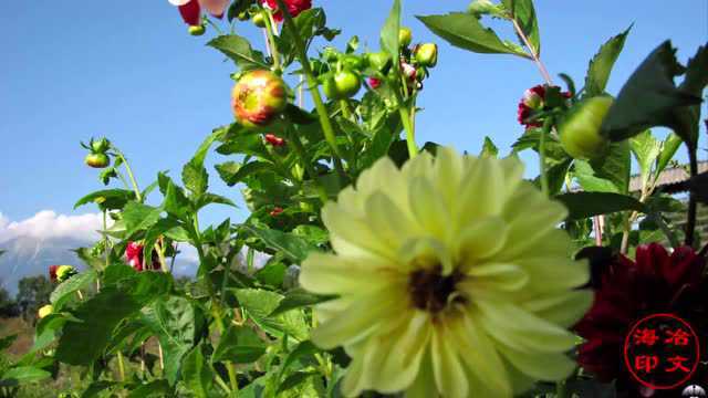 2万次播放学习毛录提~提文2017年09月09日606次播放玉尔其乡中心小学