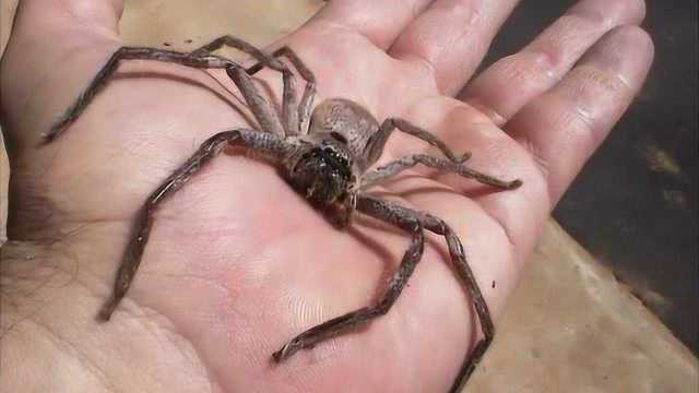 世界上最大的蜘蛛连人也吃,吓死人了