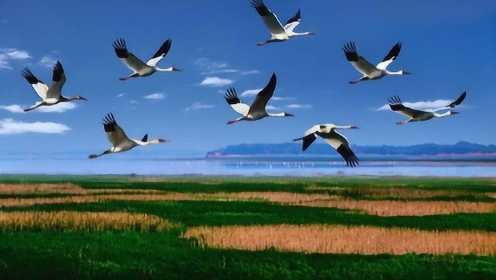 家乡l 湿地观候鸟迁徙最养眼