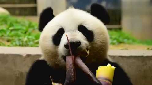 熊猫吃东西的样子太可爱啦！