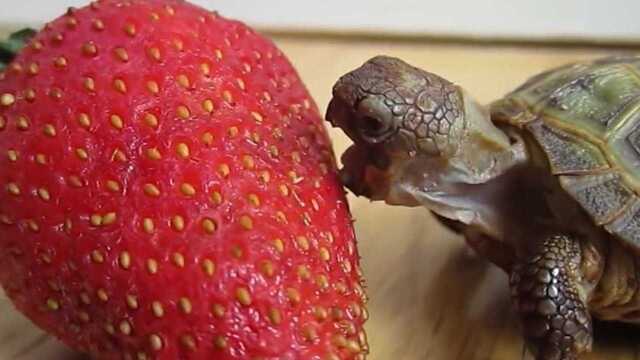猎奇:越南龟崽子吃草莓,嘴巴张到最大都啃不动,看着好纠结