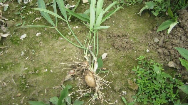 关于中药半夏的一张图诠释了半夏的一生传奇