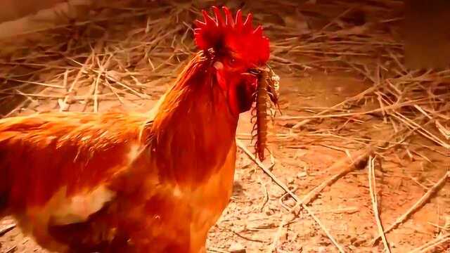 原来公鸡敢吃蜈蚣,还是蜈蚣的克星天敌!