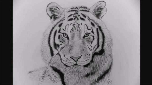 老虎的铅笔画法图片