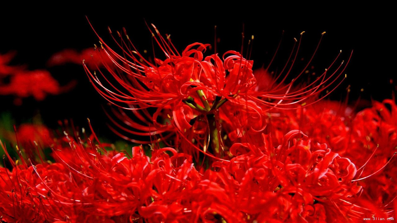 彼岸花日本传说生长在黄泉路上的血色之花