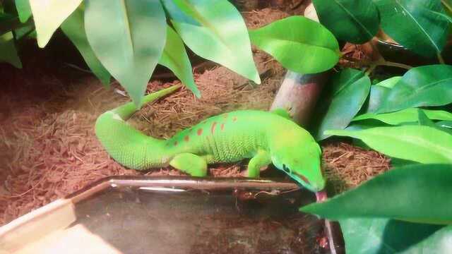 正在喝水的马岛日行巨人守宫又漂亮又可爱的品种啊