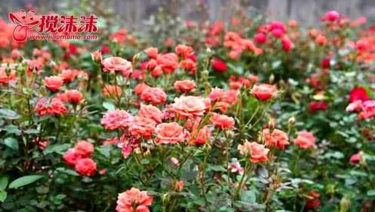甘肃万欣花海_高清1