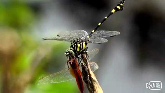 小团扇春蜓吃红蜻