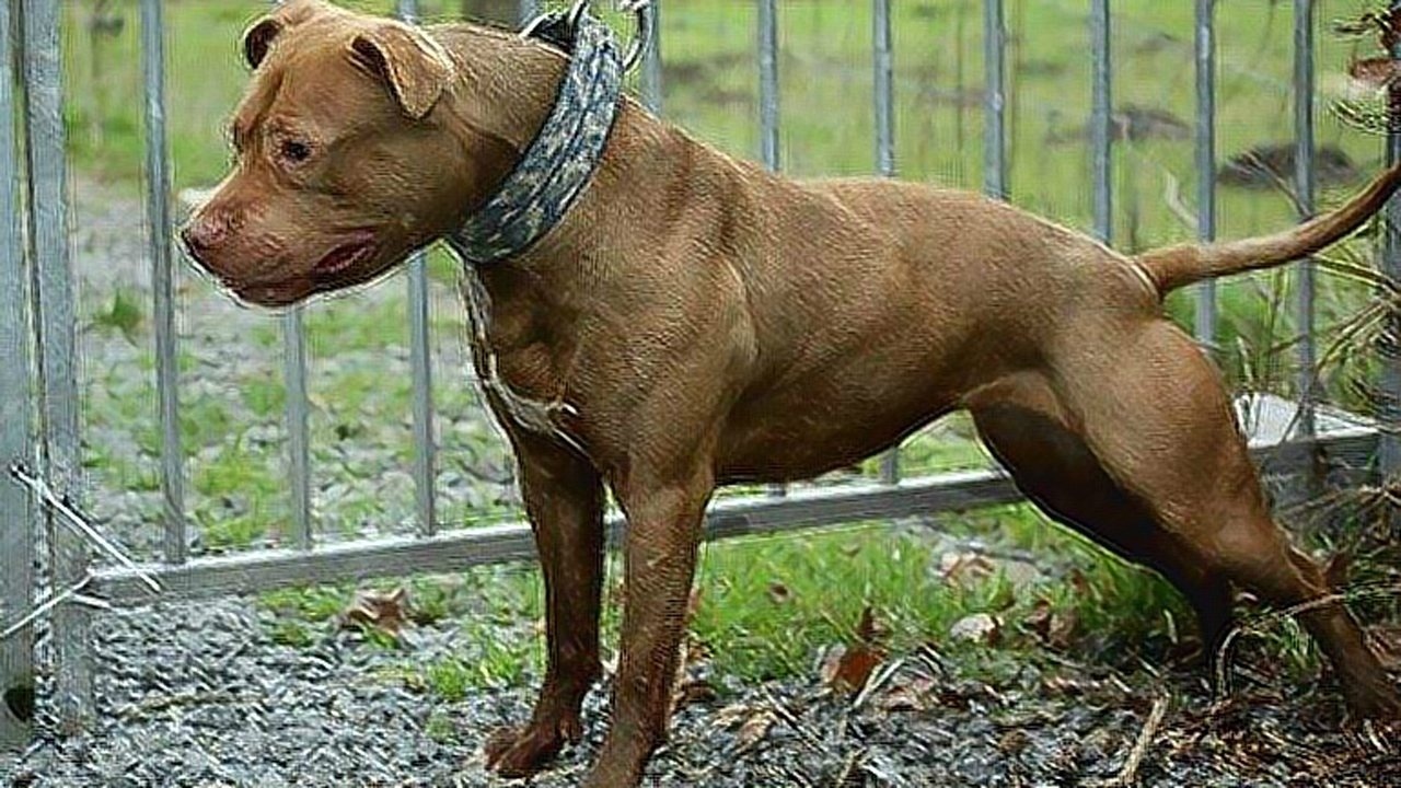 最残无人道的斗狗方式比特大战杜高