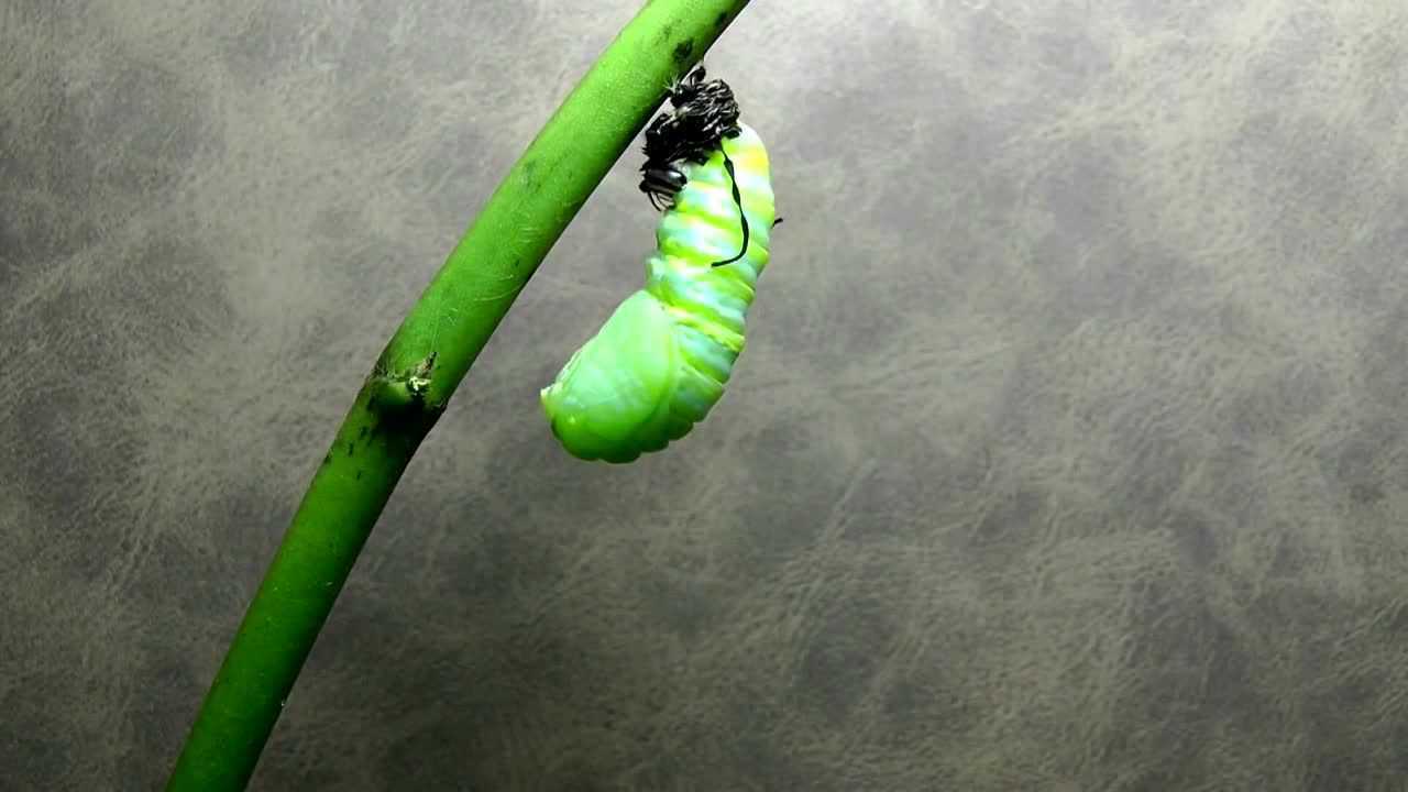 帝王蝶从幼虫到破茧成蝶全过程,造物主太强悍了