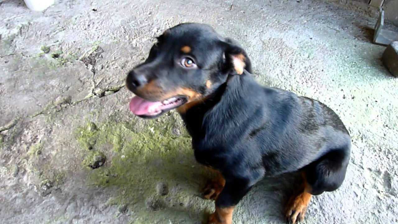罗威纳犬杜宾串串小狗狗就这熊样还能凶的起来吗