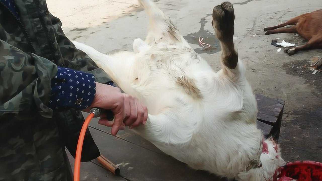 宰羊剥皮居然先给羊充气,师傅说这样羊皮好剥,是真的还是假的_腾讯