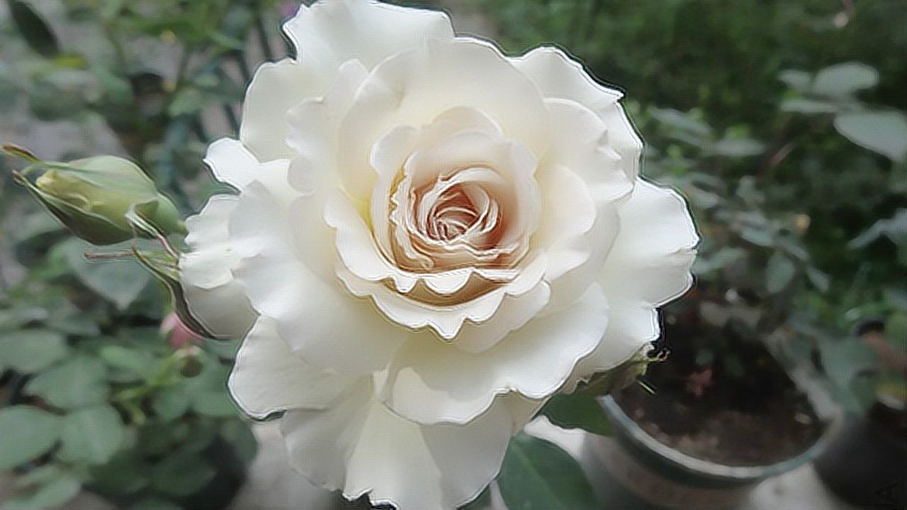 《天狼说月季》:打滚也想求的萨沙天使,因为太漂亮啦!