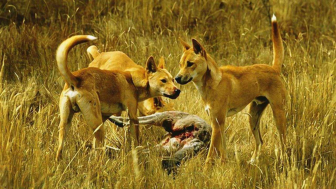 澳洲野犬群疯狂猎物手法残酷一点不输非洲鬣狗