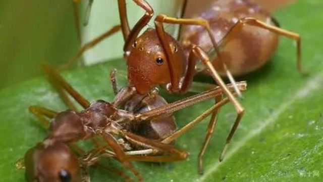 有野心的蚂蚁公主 俘虏公蚁 并刺杀蚂蚁王后