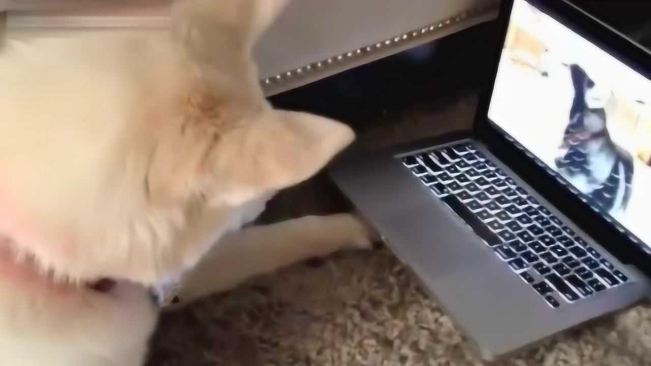 谁说哈士奇很二的,真实版哈士奇玩电脑_腾讯视频