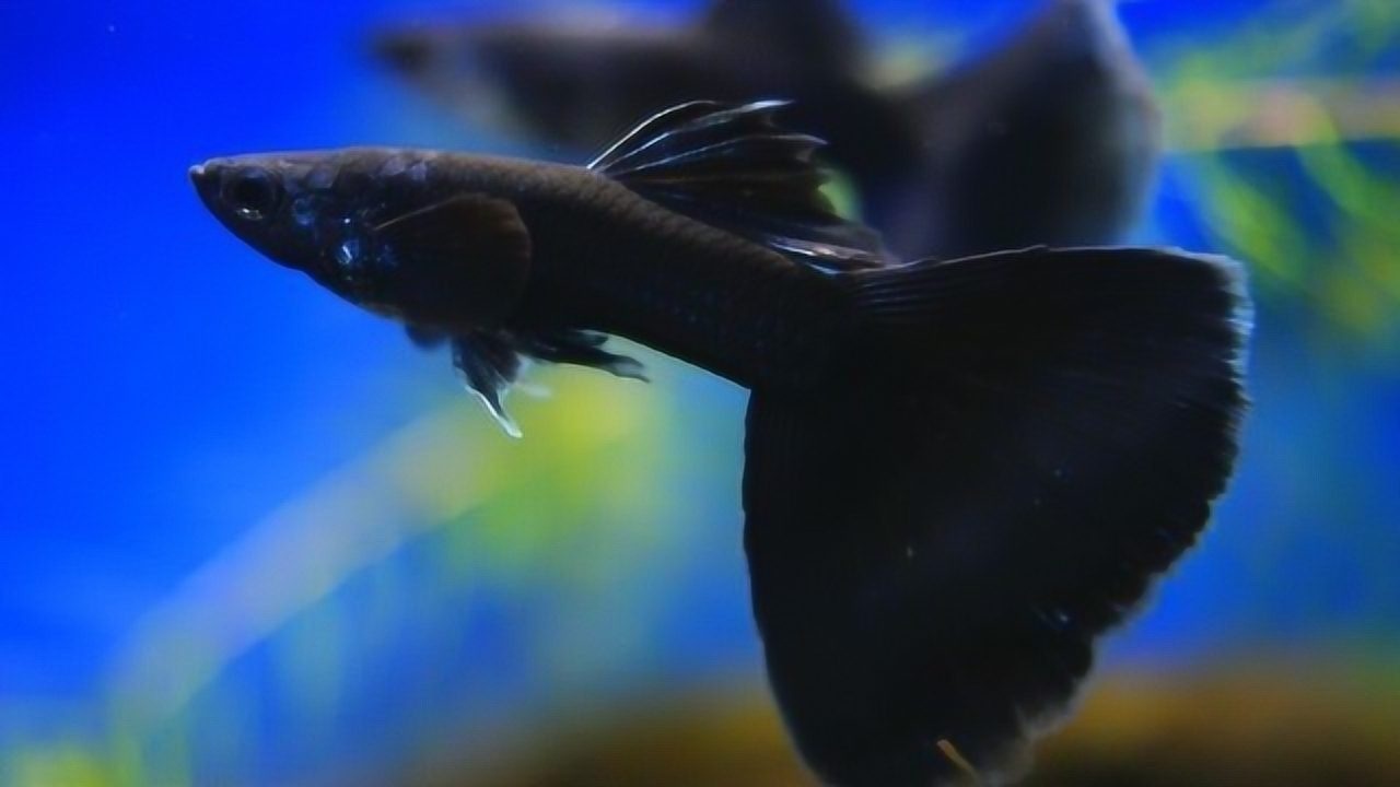 纯黑色孔雀鱼尾鳍品相太高端这样的观赏鱼才叫佳品