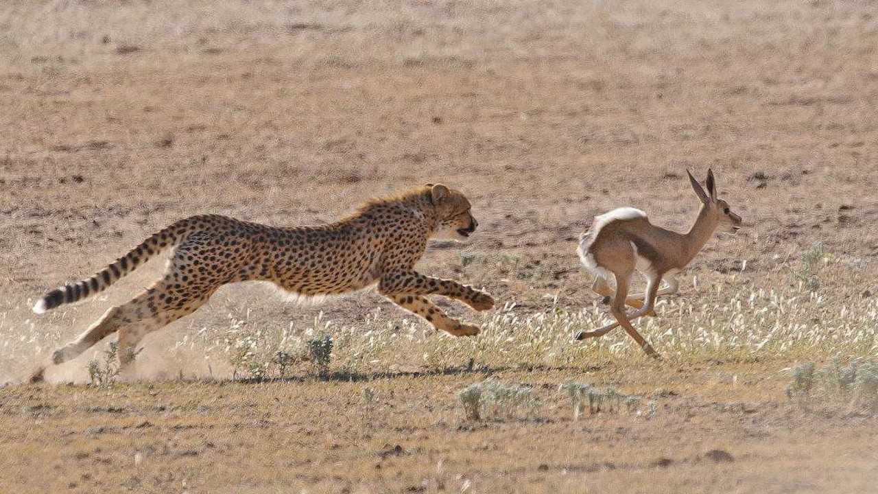 非洲猎豹捕食羚羊,追逐过程只有一瞬之间羚羊就倒下