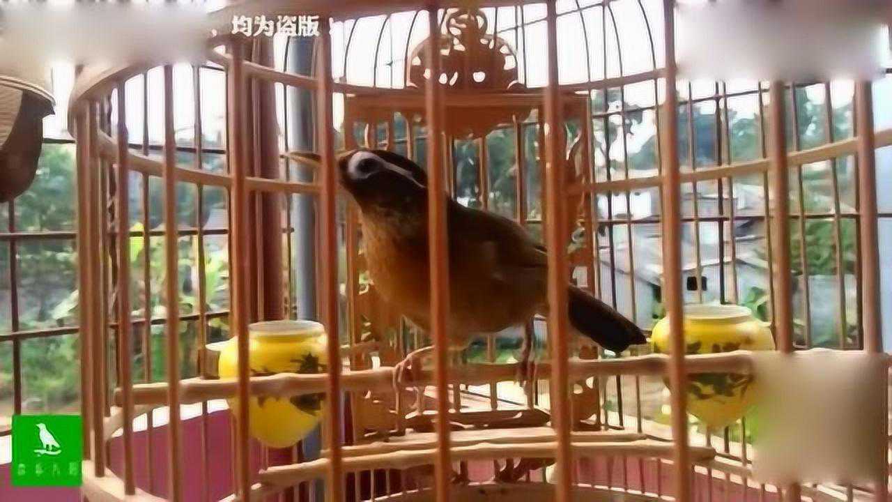 母画眉鸟一叫,公画眉鸟就跟着叫,太有用了!