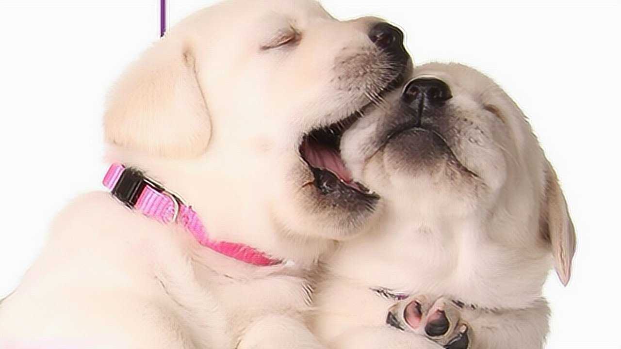 还记得被咬舌头的柴犬吗?看到40秒的的时候我笑了