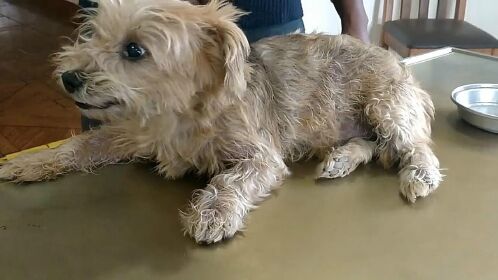 一条非常可怜的流浪狗身上爬满了蛆虫