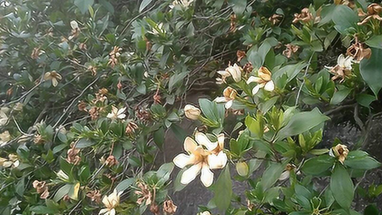 石壁上意外发现一株野生栀子花,其花香浓郁,果实可做天然颜料