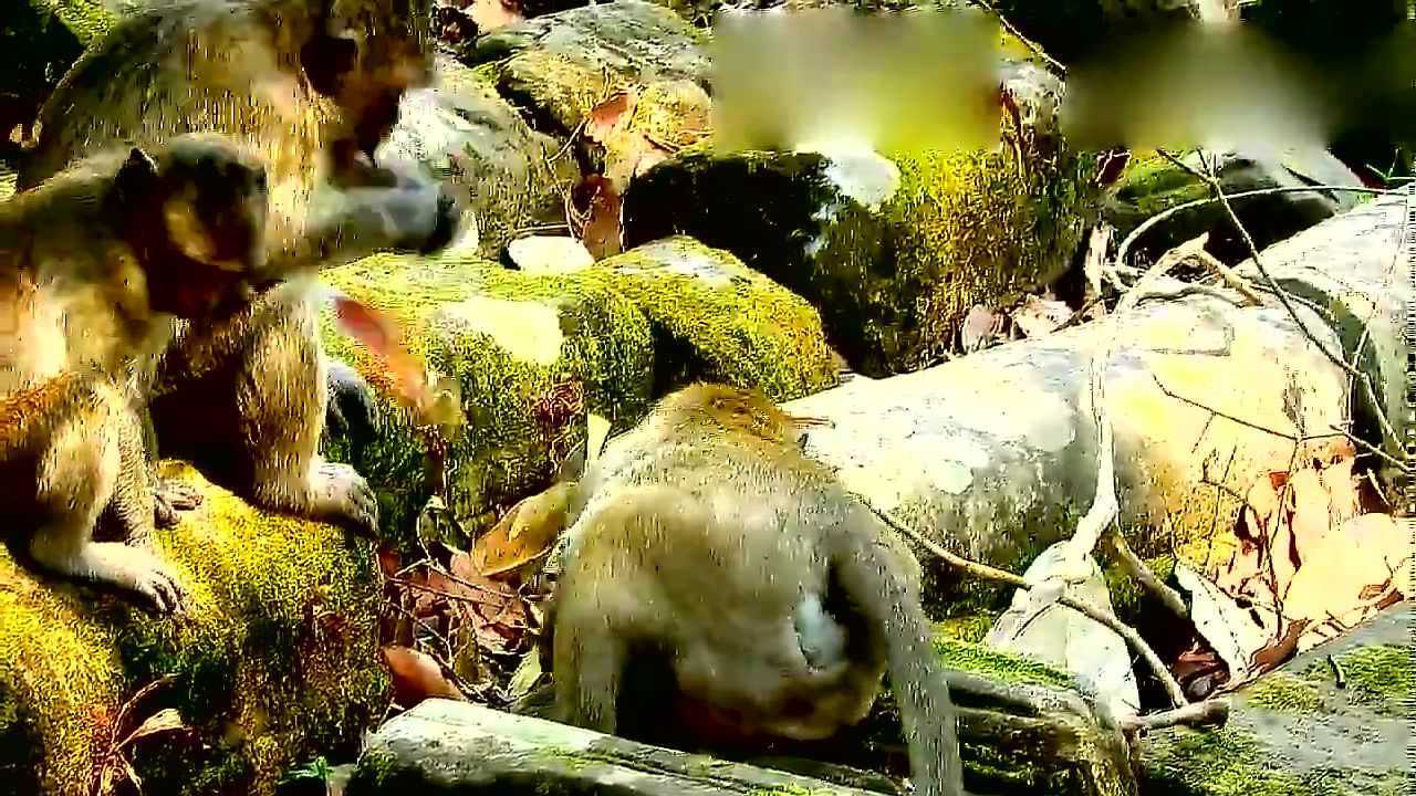 小胖猴和小瘦猴在争抢食物而打架