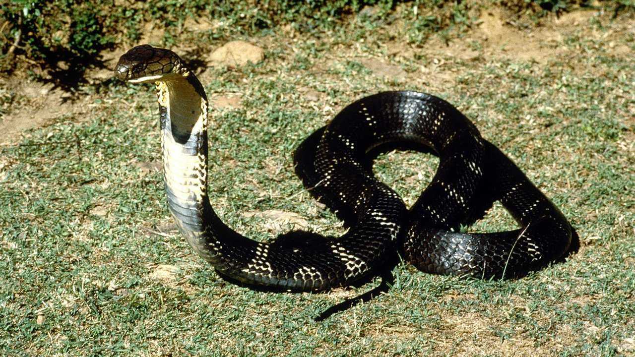 村民在野外抓到一条超巨型眼镜王蛇这么大的蛇百年一遇