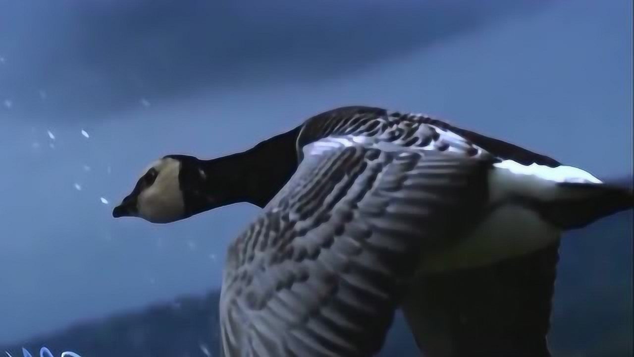 《人与自然》大雁迁徙遇金雕,不起眼的乌鸦勇斗金雕