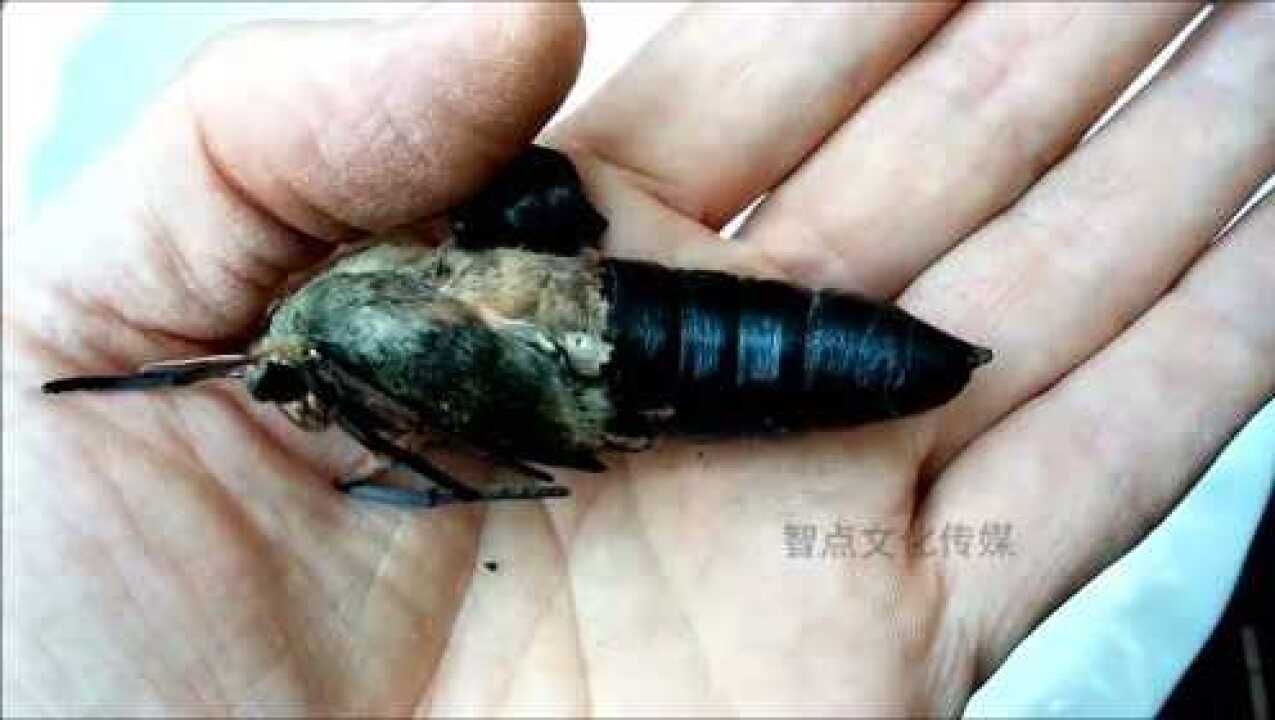 实拍飞蛾蛹在人类手中孵化的过程太不可思议了