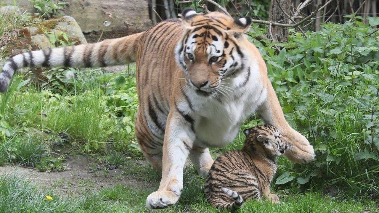 虎妈妈生了四个小老虎像小奶猫那么大