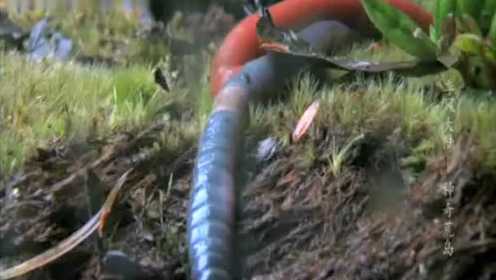央视纪录片经典片段 巨红蛭吞蚯蚓 像吸面条一样
