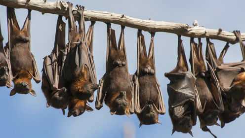 蝙蝠生出可爱的蝙蝠宝宝网友没想到蝙蝠会这样生孩子