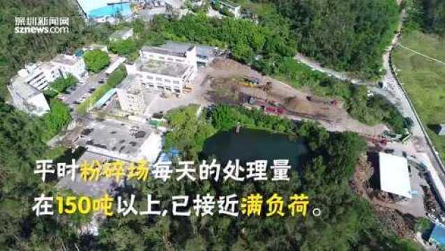 “山竹”过境满路枝丫 最后他们去了哪里?