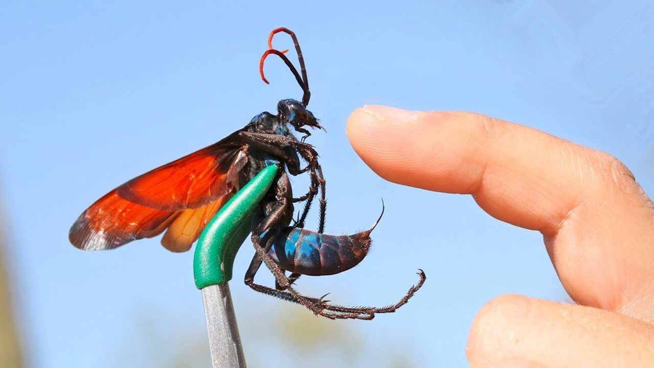 沙漠蛛蜂的毒刺有多可怕?老外作死体验,隔着屏幕都能感受!