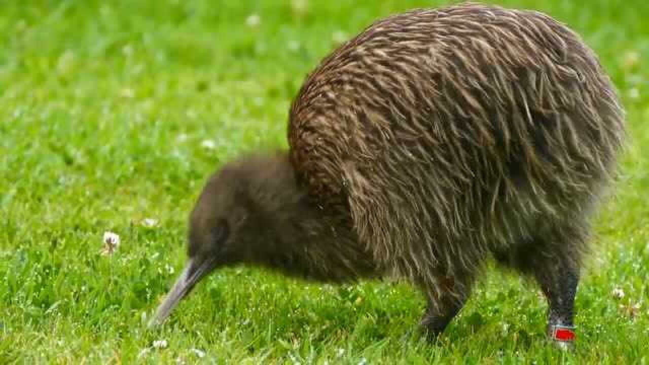 无翼鸟,新西兰的国宝