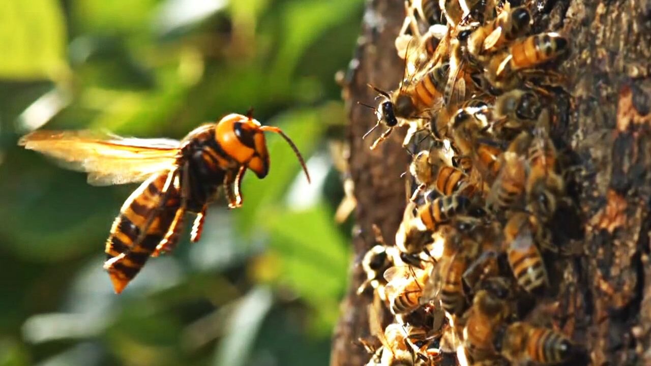 马蜂群吸食树浆,不料飞来大胡蜂,结果九死一生