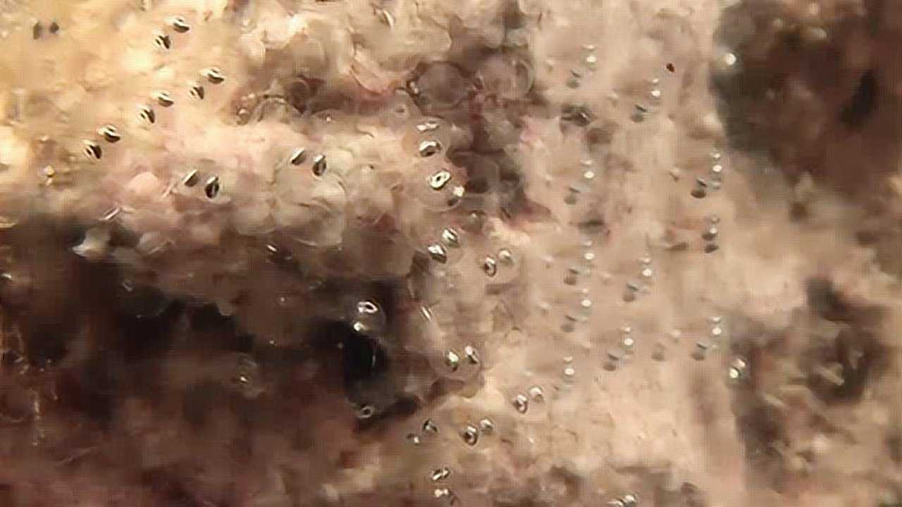 鱼卵孵化过程，全是眼睛