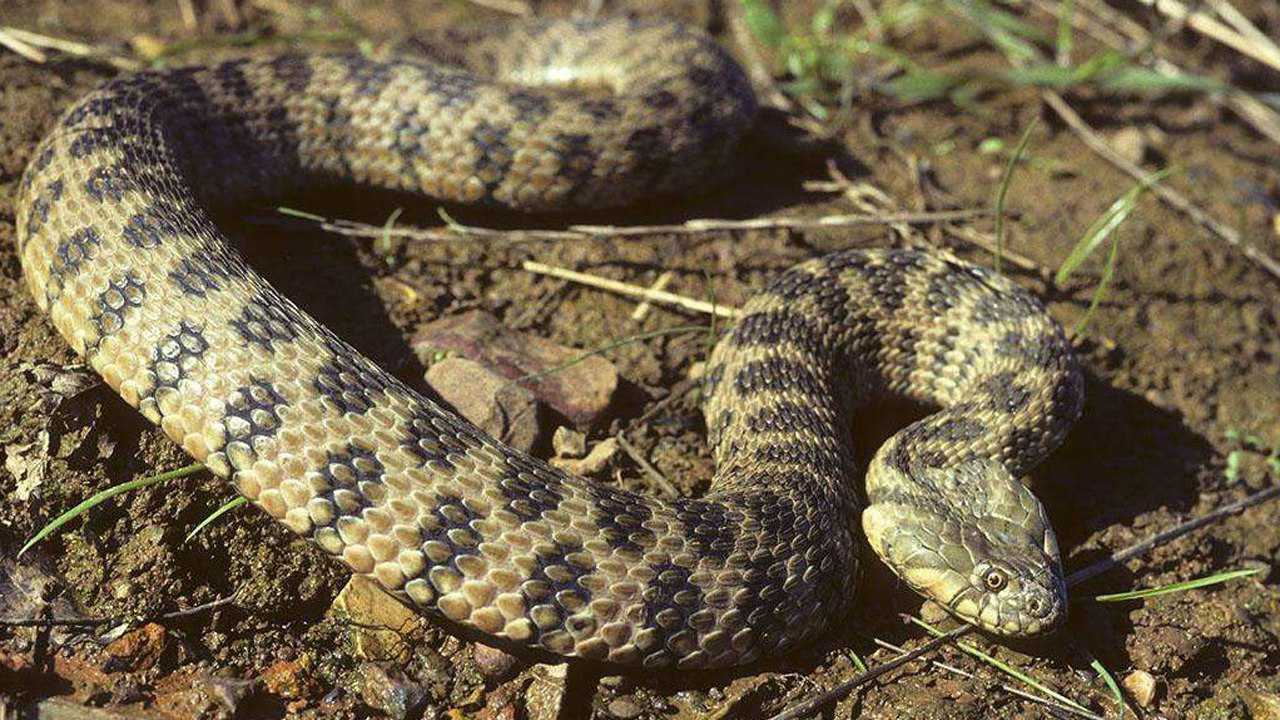 蛇獴捕杀鼓腹咝蝰,在毒的蛇在它面前都只是一吨美餐