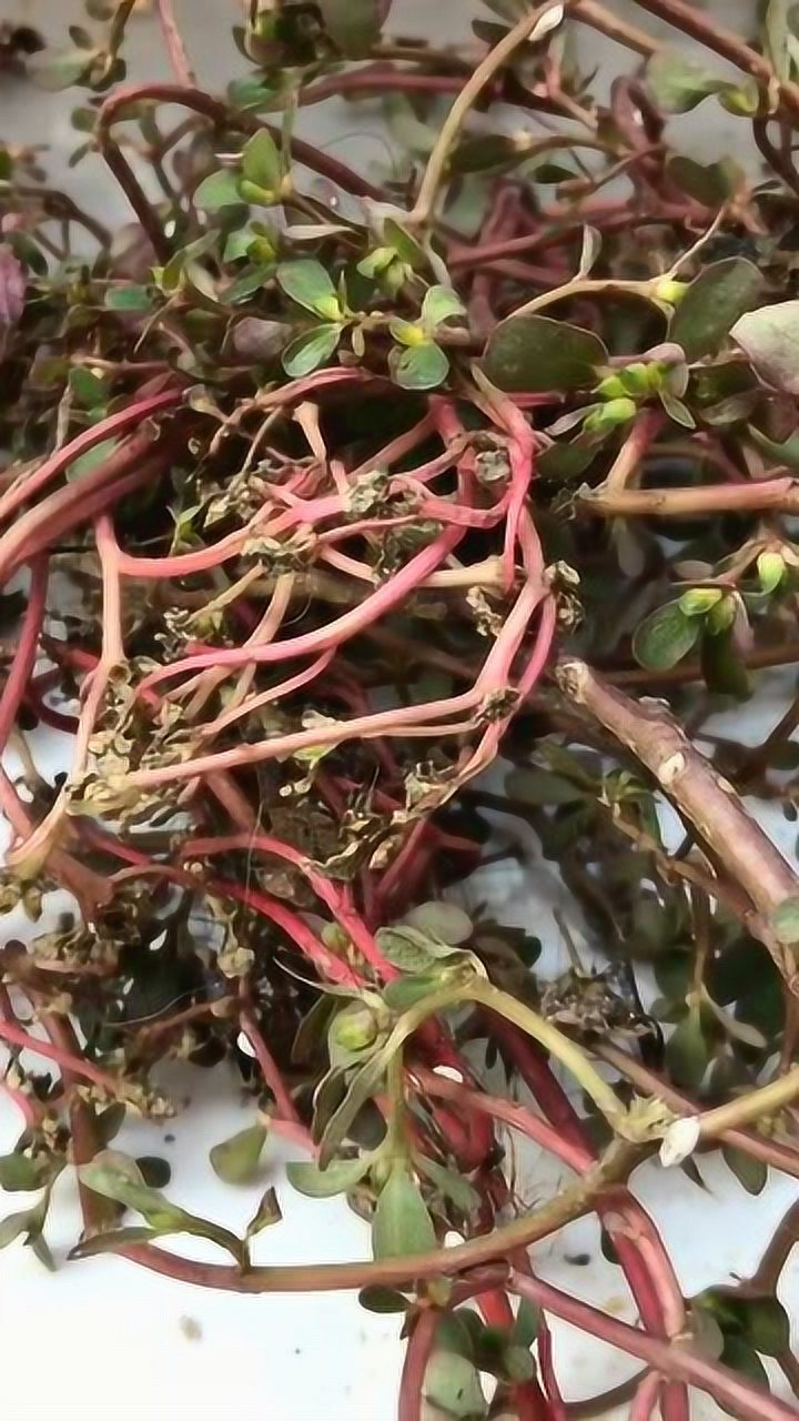 生活小妙招:马齿苋有效治疗牛皮癣白癜风各种皮肤病,百试百灵