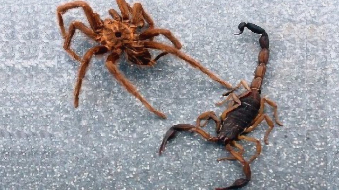 鞭蛛vs蝎子图片
