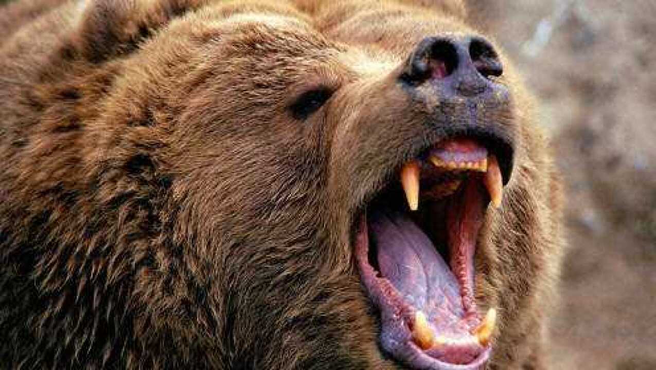 棕熊猎杀巨大野猪!场面令人窒息