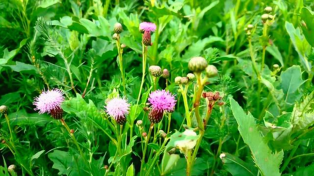 野花野草蜜蜂