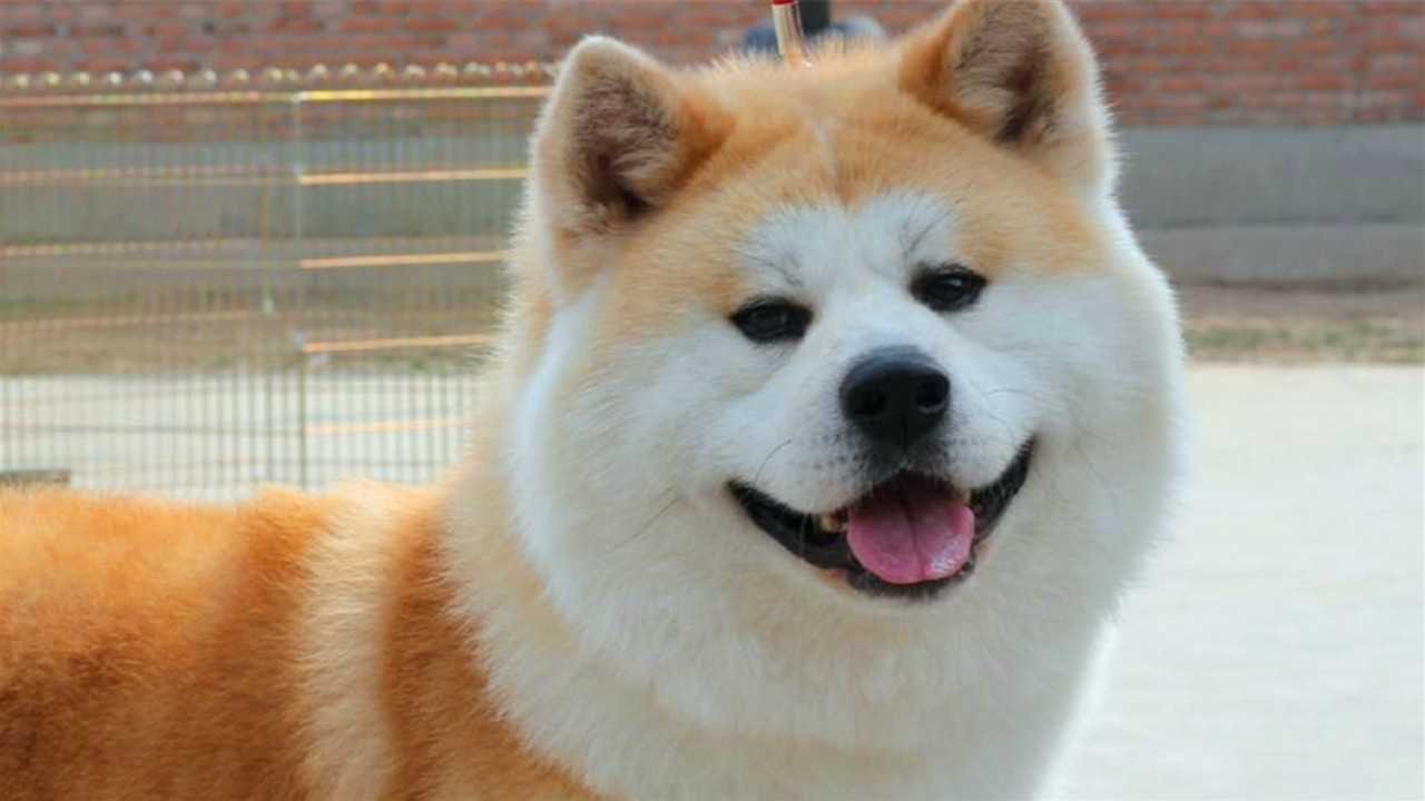 世界上最温顺的狗狗都有哪些?网友:体型和性格不配呀