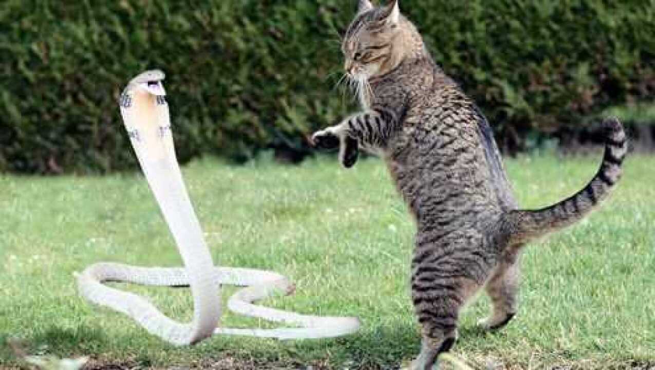 狸花猫与眼镜蛇的博弈,猫咪奋勇飞扑,蛇:以不变应万变!