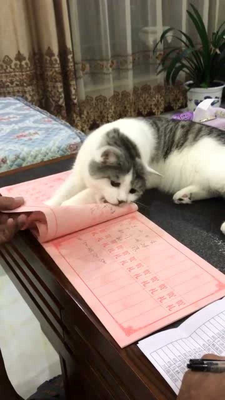 老师,说出来你可能不信,我的作业让猫撕了_腾讯视频