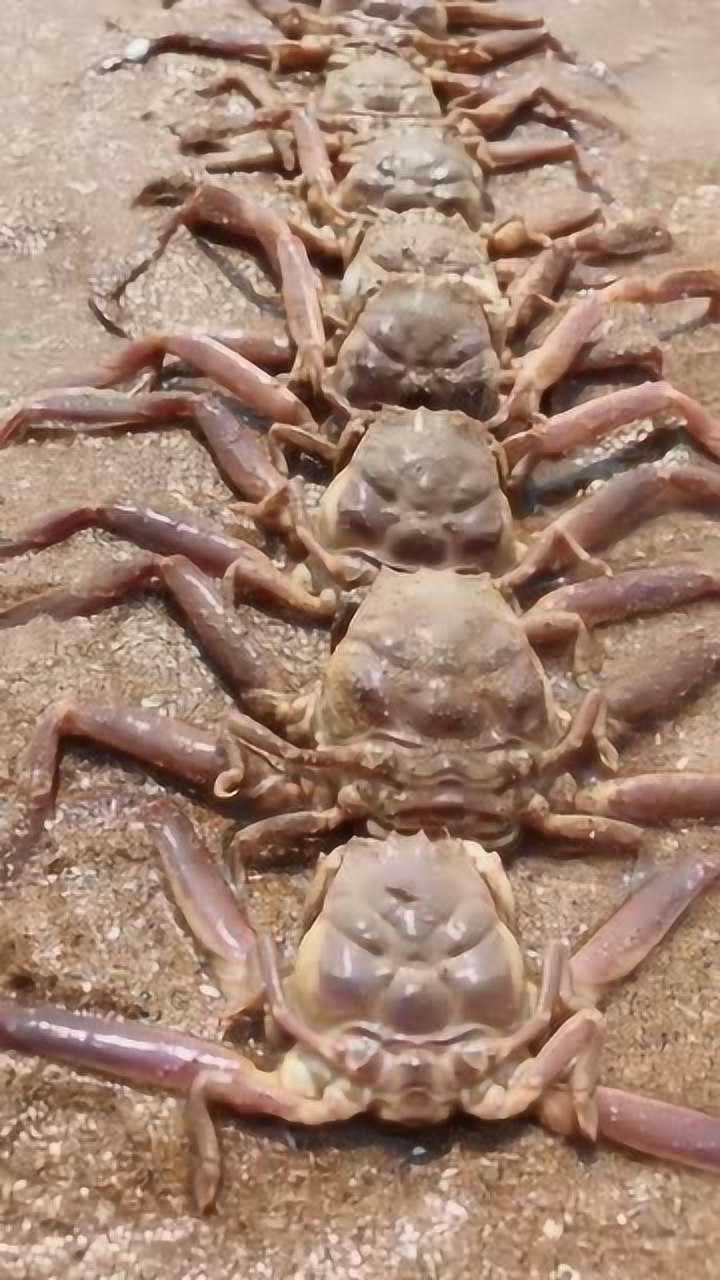 这个关公蟹的表情可真像名字一样严肃