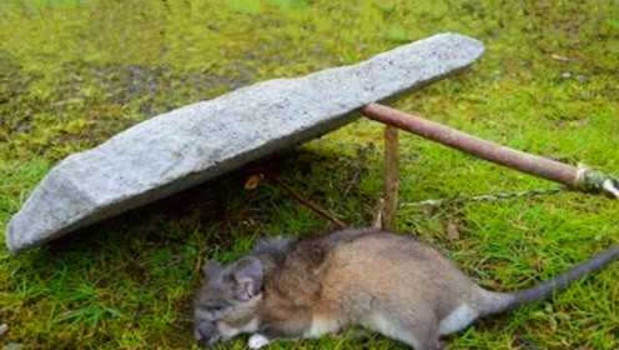 石板捕鼠陷阱野外家里都能用成功率百分百